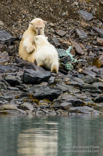 Bearded seal, Glacier, Ivory Gull, Kittiwake, Nature, Photography, Polar Bears, Reindeer, seascape, Spitsbergen, Tinayrebukta, Travel, Wilderness, Wildlife