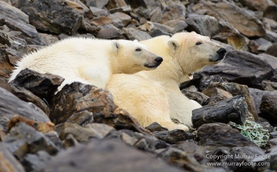 Bearded seal, Glacier, Ivory Gull, Kittiwake, Nature, Photography, Polar Bears, Reindeer, seascape, Spitsbergen, Tinayrebukta, Travel, Wilderness, Wildlife