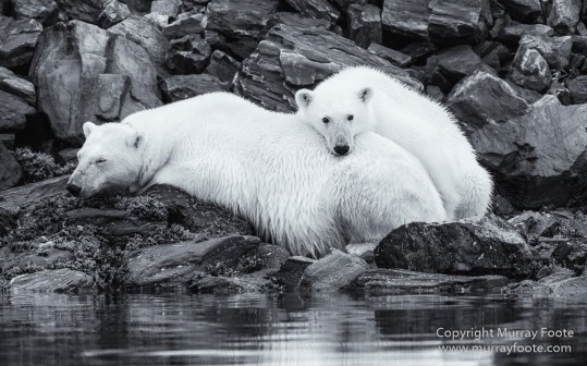 Bearded seal, Black and White, Blue whale, Glacier, Harbour Seals, Landscape, Monochrome, Photography, Polar Bears, seascape, Spitsbergen, Travel, Wilderness, Wildlife