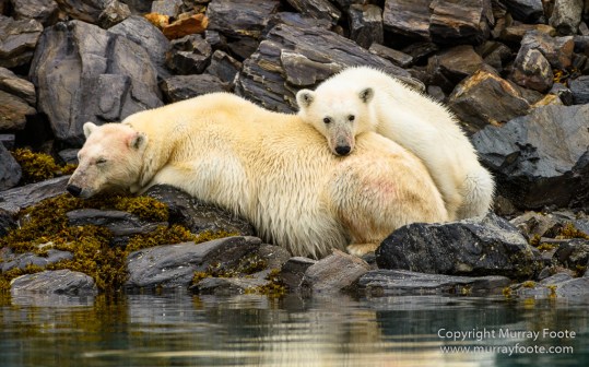 Bearded seal, Glacier, Ivory Gull, Kittiwake, Nature, Photography, Polar Bears, Reindeer, seascape, Spitsbergen, Tinayrebukta, Travel, Wilderness, Wildlife