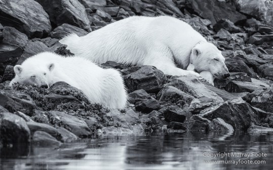Bearded seal, Black and White, Blue whale, Glacier, Harbour Seals, Landscape, Monochrome, Photography, Polar Bears, seascape, Spitsbergen, Travel, Wilderness, Wildlife