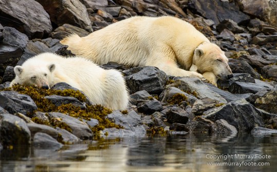 Bearded seal, Glacier, Ivory Gull, Kittiwake, Nature, Photography, Polar Bears, Reindeer, seascape, Spitsbergen, Tinayrebukta, Travel, Wilderness, Wildlife