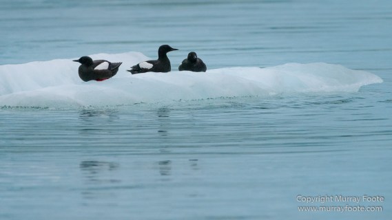 Bearded seal, Glacier, Ivory Gull, Kittiwake, Nature, Photography, Polar Bears, Reindeer, seascape, Spitsbergen, Tinayrebukta, Travel, Wilderness, Wildlife