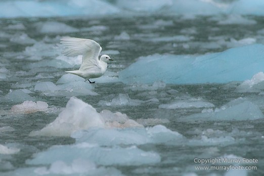 Bearded seal, Glacier, Ivory Gull, Kittiwake, Nature, Photography, Polar Bears, Reindeer, seascape, Spitsbergen, Tinayrebukta, Travel, Wilderness, Wildlife