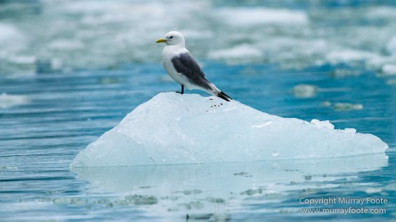 Bearded seal, Glacier, Ivory Gull, Kittiwake, Nature, Photography, Polar Bears, Reindeer, seascape, Spitsbergen, Tinayrebukta, Travel, Wilderness, Wildlife