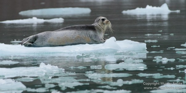 Bearded seal, Glacier, Ivory Gull, Kittiwake, Nature, Photography, Polar Bears, Reindeer, seascape, Spitsbergen, Tinayrebukta, Travel, Wilderness, Wildlife