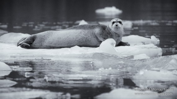 Bearded seal, Black and White, Blue whale, Glacier, Harbour Seals, Landscape, Monochrome, Photography, Polar Bears, seascape, Spitsbergen, Travel, Wilderness, Wildlife