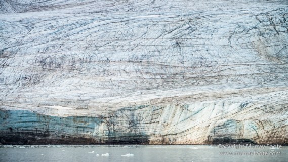 Black guillemot, Glacier, Kittiwake, Lilliehöökbreen, Nature, Photography, seascape, Spitsbergen, Travel, Wilderness, Wildlife