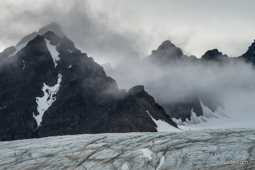 Black guillemot, Glacier, Kittiwake, Lilliehöökbreen, Nature, Photography, seascape, Spitsbergen, Travel, Wilderness, Wildlife