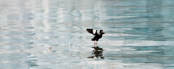 Black guillemot, Glacier, Kittiwake, Lilliehöökbreen, Nature, Photography, seascape, Spitsbergen, Travel, Wilderness, Wildlife