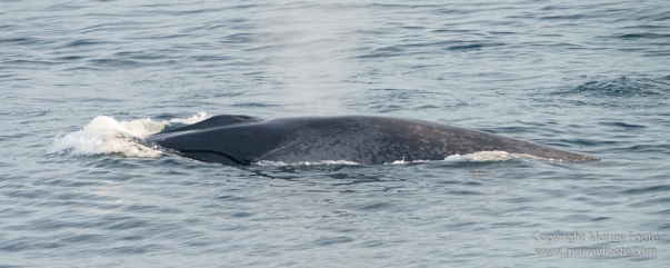 Blue whale, Glacier, Nature, Photography, seascape, Spitsbergen, Travel, Whale, Wilderness, Wildlife