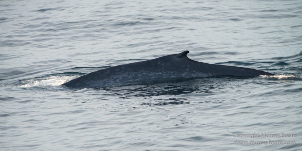 Blue whale, Glacier, Nature, Photography, seascape, Spitsbergen, Travel, Whale, Wilderness, Wildlife