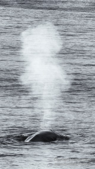 Bearded seal, Black and White, Blue whale, Glacier, Harbour Seals, Landscape, Monochrome, Photography, Polar Bears, seascape, Spitsbergen, Travel, Wilderness, Wildlife