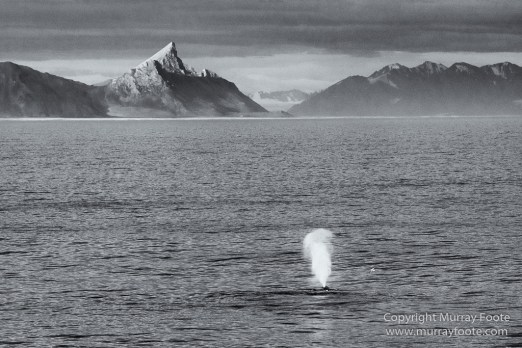 Bearded seal, Black and White, Blue whale, Glacier, Harbour Seals, Landscape, Monochrome, Photography, Polar Bears, seascape, Spitsbergen, Travel, Wilderness, Wildlife