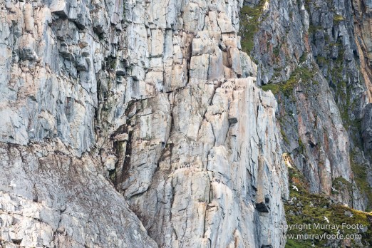 Glacier, Guillemots, Hamiltonbukta, Icebergs, Nature, Photography, Polar Bears, seascape, Spitsbergen, Travel, Walrus, Wilderness, Wildlife