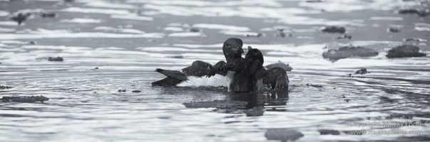 Bearded seal, Black and White, Blue whale, Glacier, Harbour Seals, Landscape, Monochrome, Photography, Polar Bears, seascape, Spitsbergen, Travel, Wilderness, Wildlife