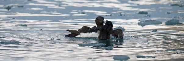 Glacier, Guillemots, Hamiltonbukta, Icebergs, Nature, Photography, Polar Bears, seascape, Spitsbergen, Travel, Walrus, Wilderness, Wildlife