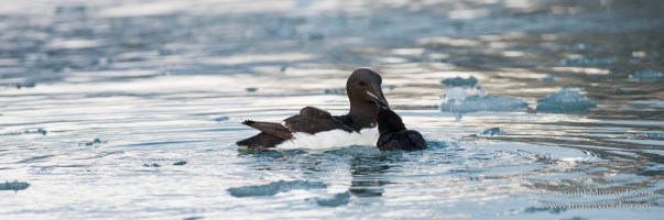 Glacier, Guillemots, Hamiltonbukta, Icebergs, Nature, Photography, Polar Bears, seascape, Spitsbergen, Travel, Walrus, Wilderness, Wildlife