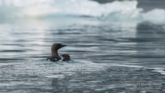 Glacier, Guillemots, Hamiltonbukta, Icebergs, Nature, Photography, Polar Bears, seascape, Spitsbergen, Travel, Walrus, Wilderness, Wildlife