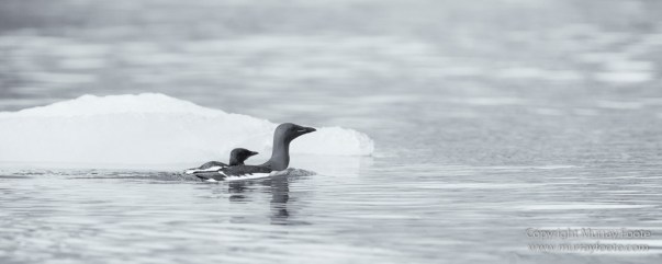 Bearded seal, Black and White, Blue whale, Glacier, Harbour Seals, Landscape, Monochrome, Photography, Polar Bears, seascape, Spitsbergen, Travel, Wilderness, Wildlife