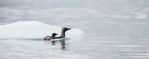 Glacier, Guillemots, Hamiltonbukta, Icebergs, Nature, Photography, Polar Bears, seascape, Spitsbergen, Travel, Walrus, Wilderness, Wildlife