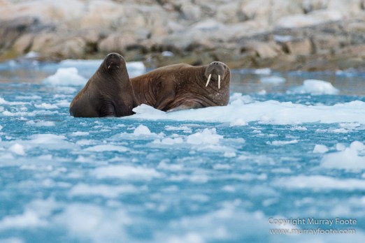 Glacier, Guillemots, Hamiltonbukta, Icebergs, Nature, Photography, Polar Bears, seascape, Spitsbergen, Travel, Walrus, Wilderness, Wildlife