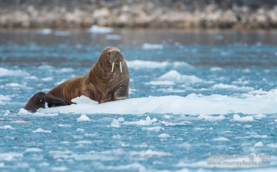 Glacier, Guillemots, Hamiltonbukta, Icebergs, Nature, Photography, Polar Bears, seascape, Spitsbergen, Travel, Walrus, Wilderness, Wildlife
