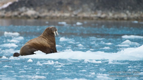 Glacier, Guillemots, Hamiltonbukta, Icebergs, Nature, Photography, Polar Bears, seascape, Spitsbergen, Travel, Walrus, Wilderness, Wildlife