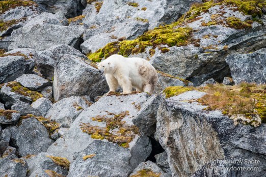 Glacier, Guillemots, Hamiltonbukta, Icebergs, Nature, Photography, Polar Bears, seascape, Spitsbergen, Travel, Walrus, Wilderness, Wildlife