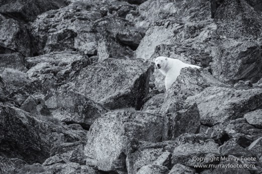 Bearded seal, Black and White, Blue whale, Glacier, Harbour Seals, Landscape, Monochrome, Photography, Polar Bears, seascape, Spitsbergen, Travel, Wilderness, Wildlife