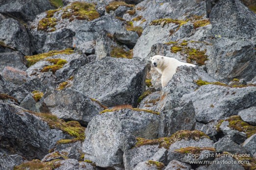 Glacier, Guillemots, Hamiltonbukta, Icebergs, Nature, Photography, Polar Bears, seascape, Spitsbergen, Travel, Walrus, Wilderness, Wildlife