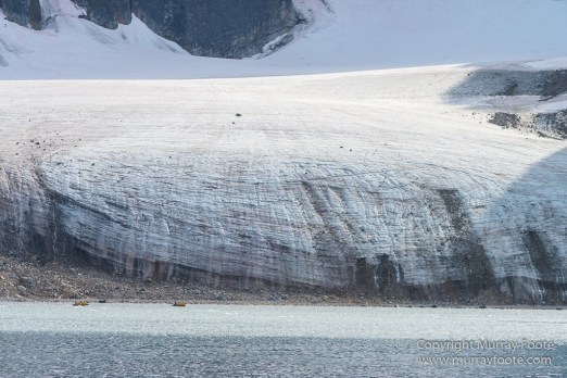 Glacier, Harbour Seals, Icebergs, Nature, Photography, seascape, Smeerenburg, Spitsbergen, Travel, Wilderness, Wildlife