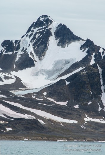 Glacier, Harbour Seals, Icebergs, Nature, Photography, seascape, Smeerenburg, Spitsbergen, Travel, Wilderness, Wildlife