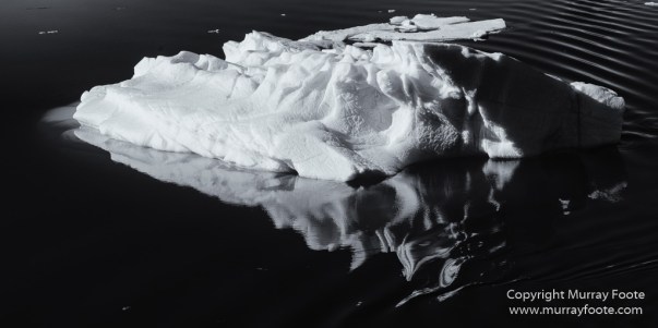 Bearded seal, Black and White, Blue whale, Glacier, Harbour Seals, Landscape, Monochrome, Photography, Polar Bears, seascape, Spitsbergen, Travel, Wilderness, Wildlife