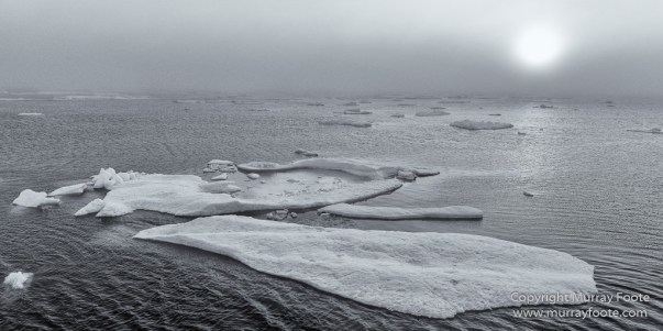 Bearded seal, Black and White, Blue whale, Glacier, Harbour Seals, Landscape, Monochrome, Photography, Polar Bears, seascape, Spitsbergen, Travel, Wilderness, Wildlife