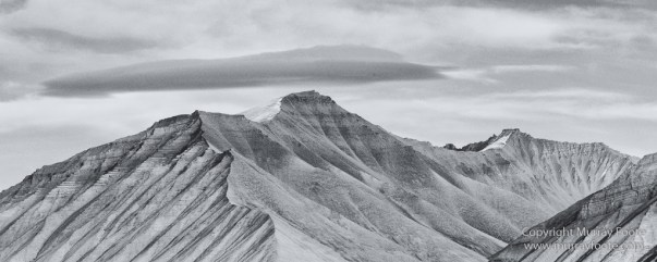 Bearded seal, Black and White, Huskies, Icebergs, Ittoqqortoomiit, Landscape, Monochrome, Musk Ox, Photography, seascape, Travel, Wilderness, Wildlife