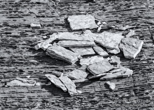 Bearded seal, Black and White, Huskies, Icebergs, Ittoqqortoomiit, Landscape, Monochrome, Musk Ox, Photography, seascape, Travel, Wilderness, Wildlife