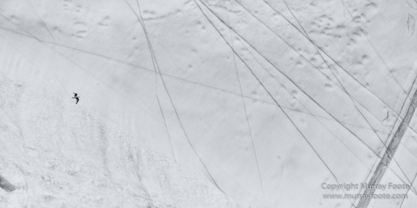 Bearded seal, Black and White, Huskies, Icebergs, Ittoqqortoomiit, Landscape, Monochrome, Musk Ox, Photography, seascape, Travel, Wilderness, Wildlife
