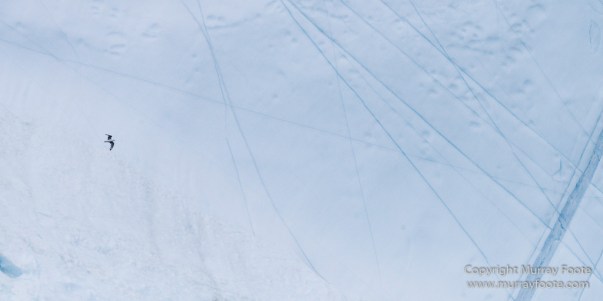 Greenland, Icebergs, Landscape, Nature, Photography, Scoresby Sund, seascape, Travel, Wilderness