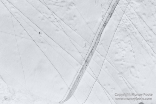 Bearded seal, Black and White, Huskies, Icebergs, Ittoqqortoomiit, Landscape, Monochrome, Musk Ox, Photography, seascape, Travel, Wilderness, Wildlife