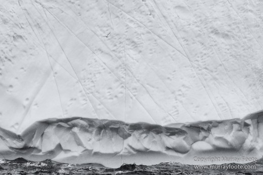 Bearded seal, Black and White, Huskies, Icebergs, Ittoqqortoomiit, Landscape, Monochrome, Musk Ox, Photography, seascape, Travel, Wilderness, Wildlife