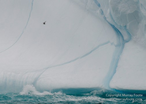 Greenland, Icebergs, Landscape, Nature, Photography, Scoresby Sund, seascape, Travel, Wilderness