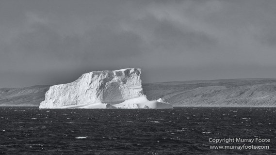 Bearded seal, Black and White, Huskies, Icebergs, Ittoqqortoomiit, Landscape, Monochrome, Musk Ox, Photography, seascape, Travel, Wilderness, Wildlife