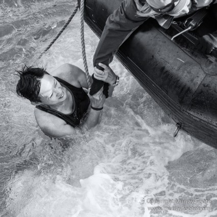 Bearded seal, Black and White, Huskies, Icebergs, Ittoqqortoomiit, Landscape, Monochrome, Musk Ox, Photography, seascape, Travel, Wilderness, Wildlife