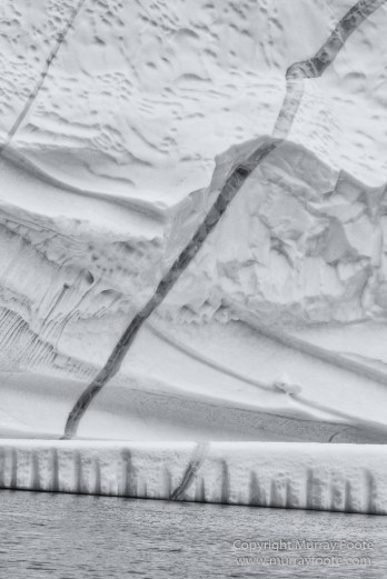 Bearded seal, Black and White, Huskies, Icebergs, Ittoqqortoomiit, Landscape, Monochrome, Musk Ox, Photography, seascape, Travel, Wilderness, Wildlife