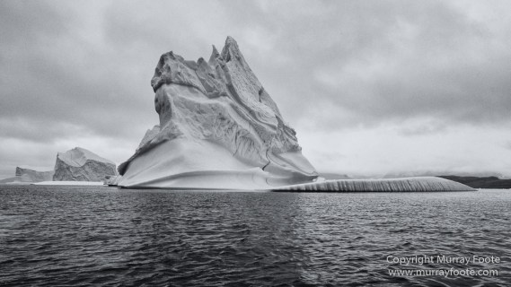 Bearded seal, Black and White, Huskies, Icebergs, Ittoqqortoomiit, Landscape, Monochrome, Musk Ox, Photography, seascape, Travel, Wilderness, Wildlife