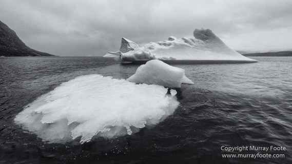 Bearded seal, Black and White, Huskies, Icebergs, Ittoqqortoomiit, Landscape, Monochrome, Musk Ox, Photography, seascape, Travel, Wilderness, Wildlife