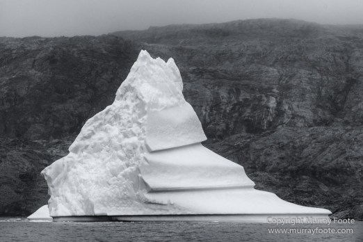 Arctic Hare, Black and White, Glacier, Greenland, Humpback whale, Landscape, Monochrome, Musk Ox, Photography, seascape, Travel, Wilderness, Wildlife