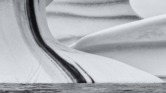 Arctic Hare, Black and White, Glacier, Greenland, Humpback whale, Landscape, Monochrome, Musk Ox, Photography, seascape, Travel, Wilderness, Wildlife