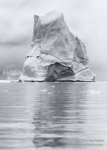 Arctic Hare, Black and White, Glacier, Greenland, Humpback whale, Landscape, Monochrome, Musk Ox, Photography, seascape, Travel, Wilderness, Wildlife